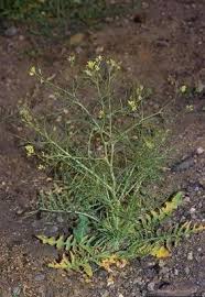 Attēlu rezultāti vaicājumam “Sisymbrium altissimum leaf”