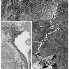 Attēlu rezultāti vaicājumam “Collaria rubens spores”