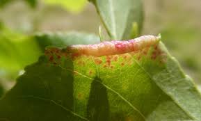 Attēlu rezultāti vaicājumam “Thecabius affinis”