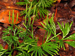 Attēlu rezultāti vaicājumam “Lycopodiaceae”
