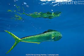 Image result for Coryphaena hippurus