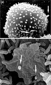 Attēlu rezultāti vaicājumam “Didymium nigripes spores”