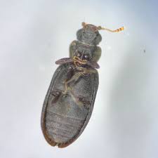 Attēlu rezultāti vaicājumam “Euura brevicornis”