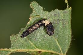 Attēlu rezultāti vaicājumam “Falcaria lacertinaria”