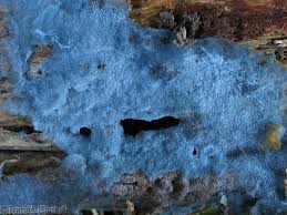 Attēlu rezultāti vaicājumam “Byssocorticium atrovirens”