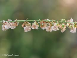 Attēlu rezultāti vaicājumam “Rumex acetosella flower”