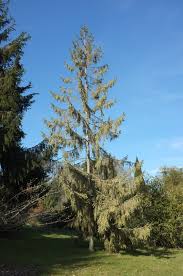 Attēlu rezultāti vaicājumam “Picea abies”