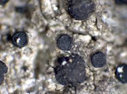 Attēlu rezultāti vaicājumam “Bacidia subincompta”