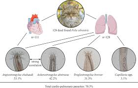 Attēlu rezultāti vaicājumam “Felis silvestris catus juvenile”