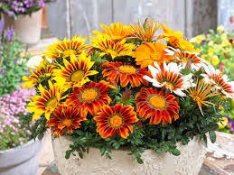 Image result for Gazanien