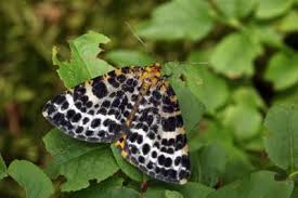 Attēlu rezultāti vaicājumam “Arichanna melanaria”