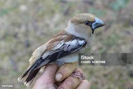 Attēlu rezultāti vaicājumam “Coccothraustes coccothraustes adult”