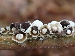 Attēlu rezultāti vaicājumam “Diderma simplex spores”