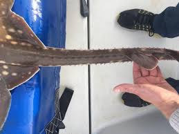 Image result for Dipturus intermedius