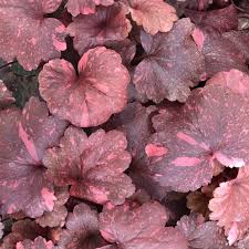 Image result for Heuchera `Midnight Rose`