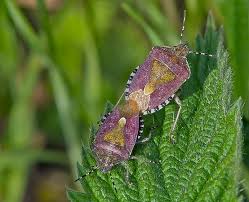 Attēlu rezultāti vaicājumam “Dolycoris baccarum”