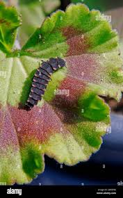 Attēlu rezultāti vaicājumam “Lampyris noctiluca larva”