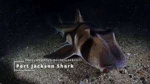 Image result for Heterodontus portusjacksoni