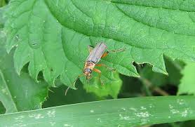 Attēlu rezultāti vaicājumam “Cantharis nigricans”