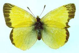 Attēlu rezultāti vaicājumam “Colias palaeno female”