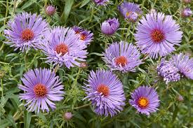 Image result for Aster novae-angliae