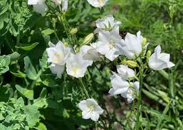 Image result for Campanula persicifolia