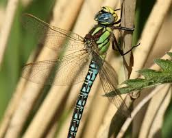 Attēlu rezultāti vaicājumam “Brachytron pratense”