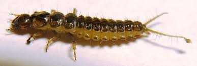 Attēlu rezultāti vaicājumam “Nebria brevicollis”