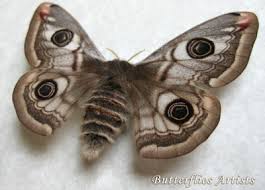 Attēlu rezultāti vaicājumam “Saturnia pavonia female”