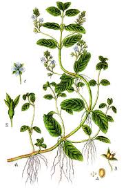 Attēlu rezultāti vaicājumam “Veronica beccabunga leaf”