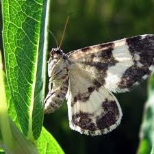 Attēlu rezultāti vaicājumam “Spargania luctuata”