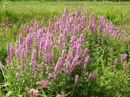 Image result for Lythrum salicaria