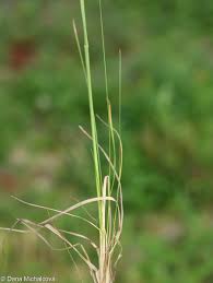 Attēlu rezultāti vaicājumam “Poa angustifolia”