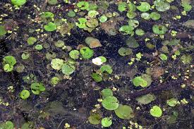 Attēlu rezultāti vaicājumam “Hydrocharis morsus-ranae bud”