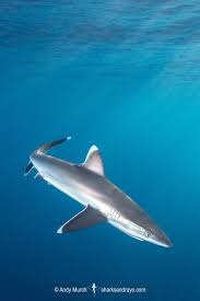 Image result for Carcharhinus albimarginatus