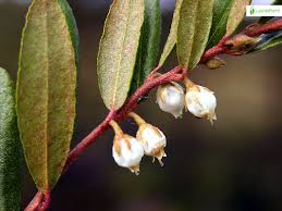 Attēlu rezultāti vaicājumam “Chamaedaphne calyculata flower”