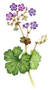 Attēlu rezultāti vaicājumam “Geranium pyrenaicum flower”