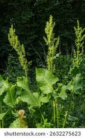 Attēlu rezultāti vaicājumam “Rumex confertus”