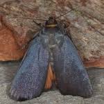 Attēlu rezultāti vaicājumam “Amphipyra livida”