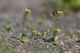 Attēlu rezultāti vaicājumam “Draba nemorosa”
