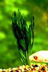 「扭蘭」的圖片搜尋結果