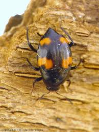 Attēlu rezultāti vaicājumam “Scaphidium quadrimaculatum”