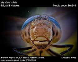 Attēlu rezultāti vaicājumam “Aeshna mixta female”