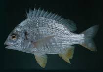 Image result for Polysteganus undulosus