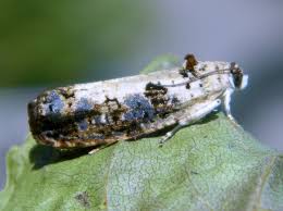 Attēlu rezultāti vaicājumam “Hedya salicella”