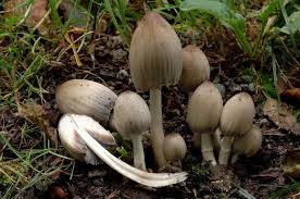 Attēlu rezultāti vaicājumam “Coprinus atramentarius”