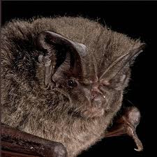 Attēlu rezultāti vaicājumam “Barbastella barbastellus”