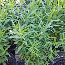 Attēlu rezultāti vaicājumam “Tagetes leaf”