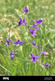 Image result for Consolida regalis