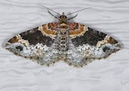 Attēlu rezultāti vaicājumam “Xanthorhoe ferrugata”